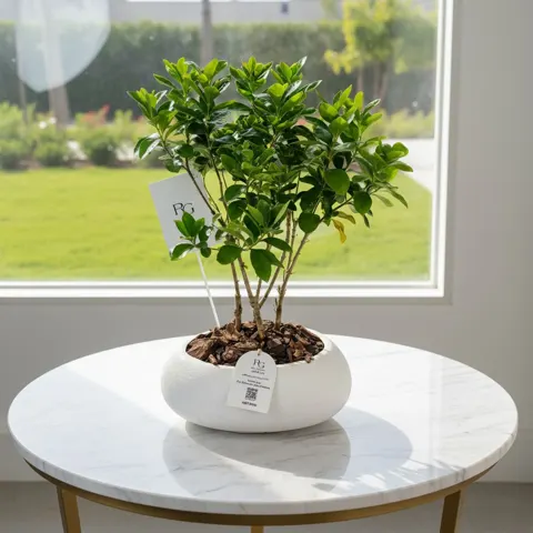 نبات الجاردينيا رقم.22357