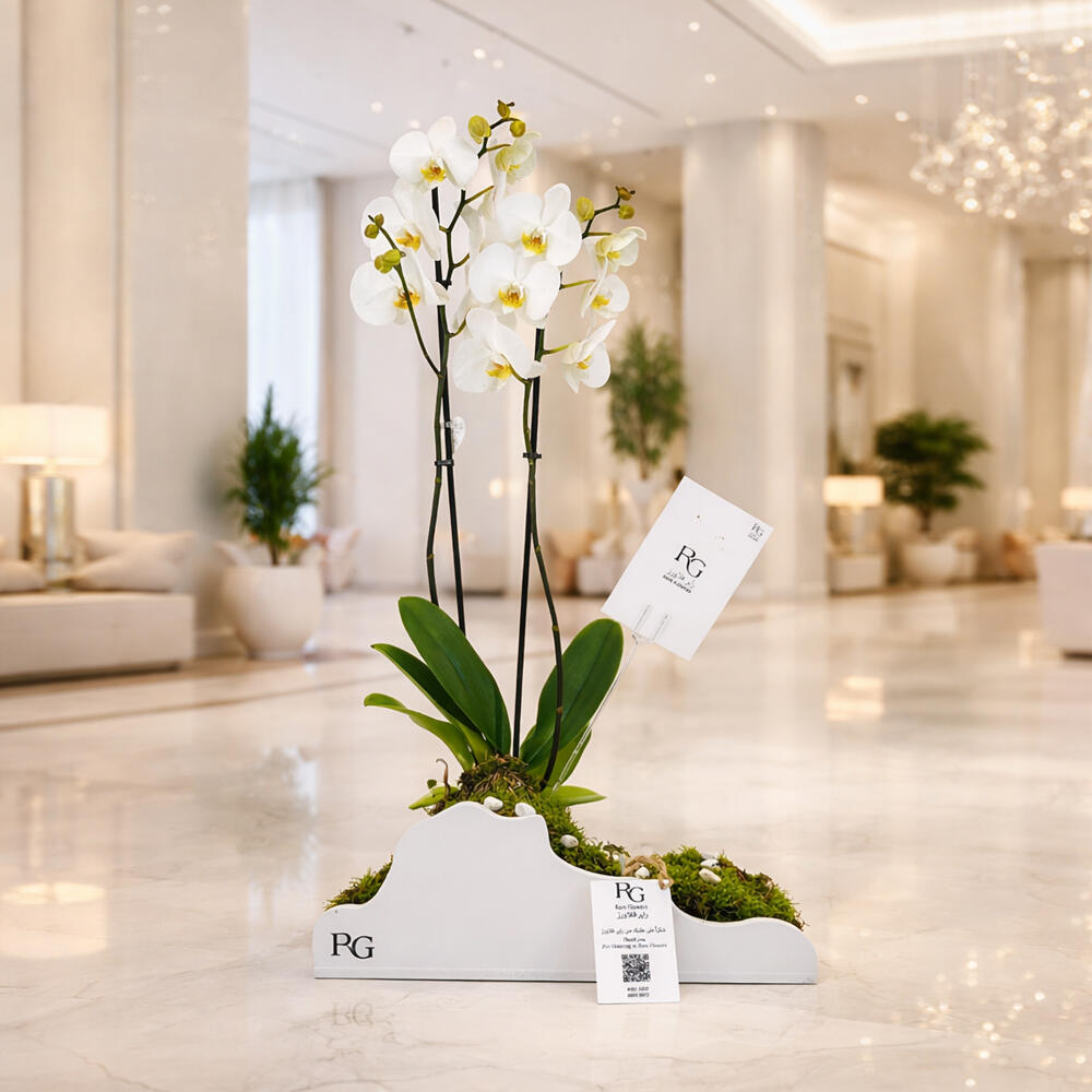 بوكس نبات الاوركيدرقم.12353