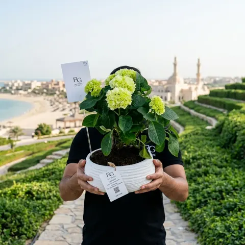 نبات هايدرينجا ابيض رقم.16734