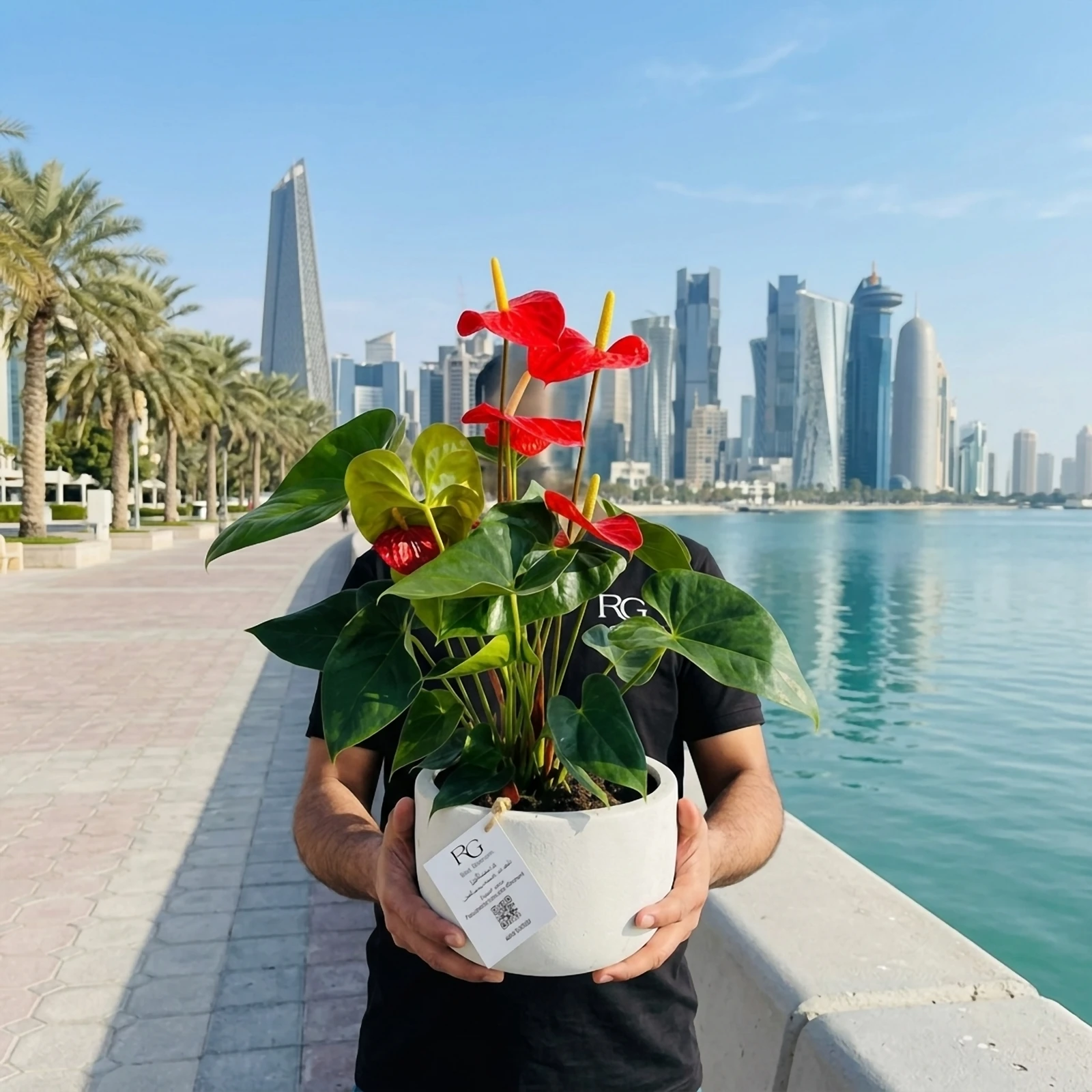 نبات أنثوريوم رقم.16774